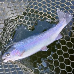 みんな釣るなあ 大安トラウトレイク